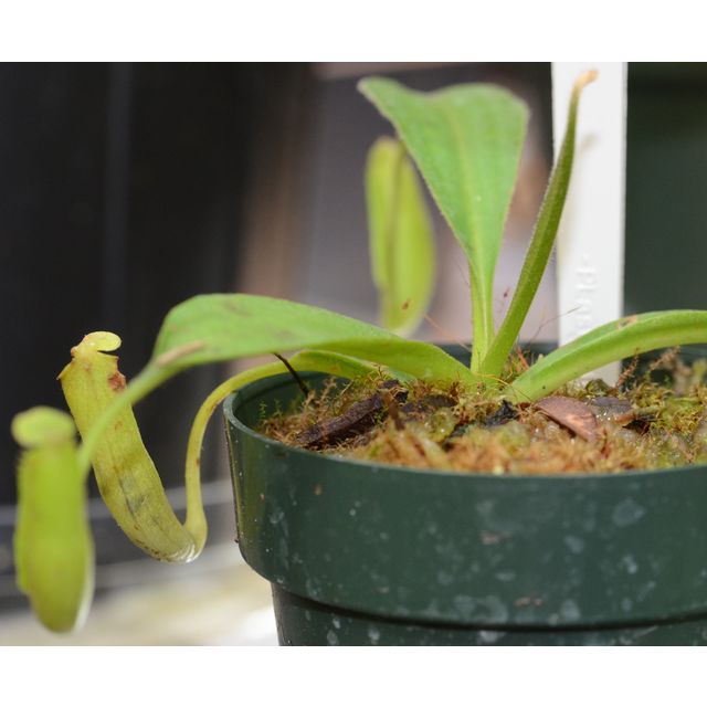 Scientific name: Nepenthes maxima; family: Nepenthaceae; common name: Great Tropical Pitcher Plant; origin: South Asia