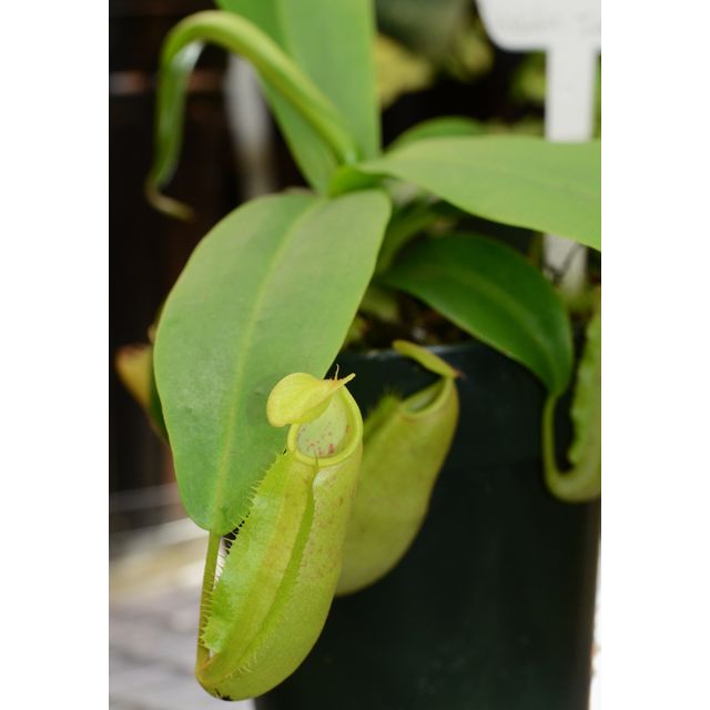 Scientific name: Nepenthes sanguinea; family: Nepenthaceae; common name: Red Tropical Pitcher Plant; origin: South Asia