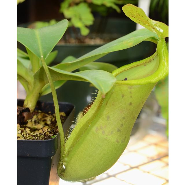 Scientific name: Nepenthes spathulata x campanulata; family: Nepenthaceae; common name: Narrow-Leaved Tropical Pitcher Plant; origin: South Asia