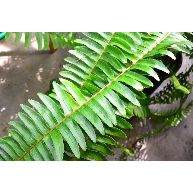 Scientific name: Nephrolepis exaltata; family: Davalliaceae; common name: Sword Fern; origin: South America, Central America