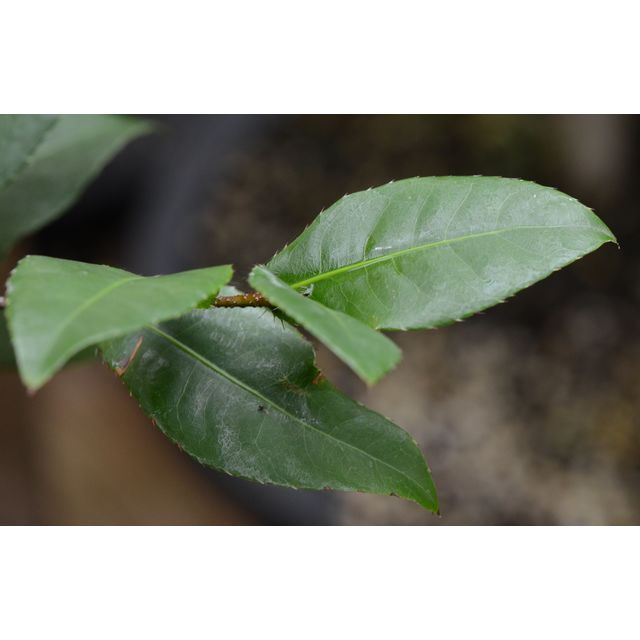 Scientific name: Ochna integerrima; family: Ochnaceae; common name: Mickey Mouse Plant; origin: Asia