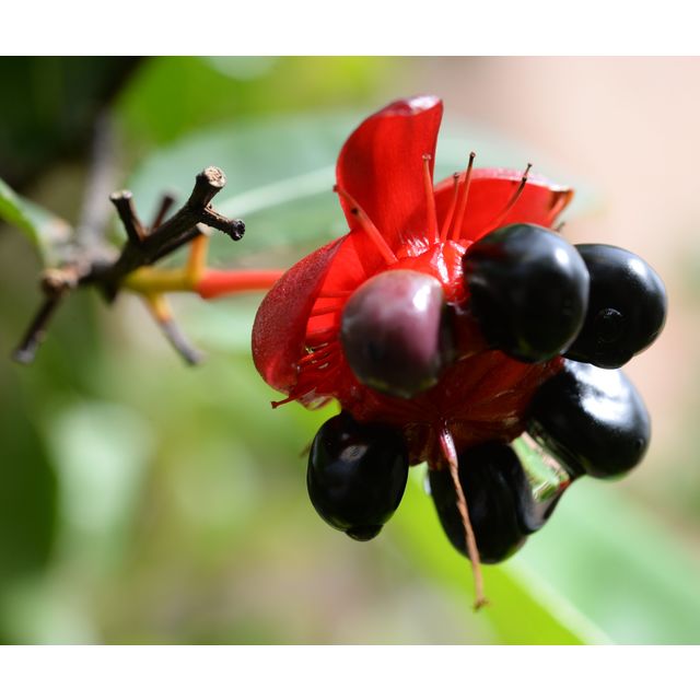 Scientific name: Ochna integerrima; family: Ochnaceae; common name: Mickey Mouse Plant; origin: Asia