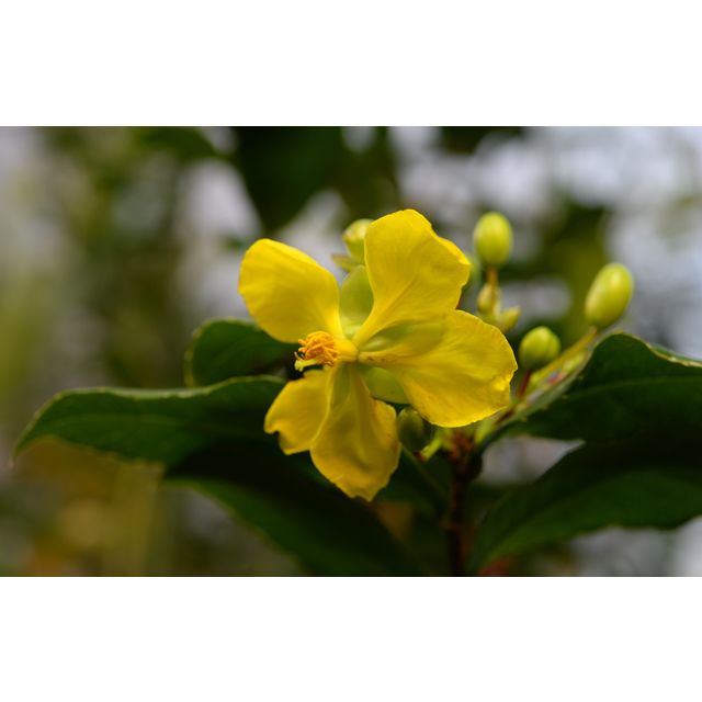 Scientific name: Ochna integerrima; family: Ochnaceae; common name: Mickey Mouse Plant; origin: Asia