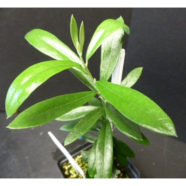 Scientific name: Olea europaea; family: Oleaceae; common name: Olive; origin: Southern Asia