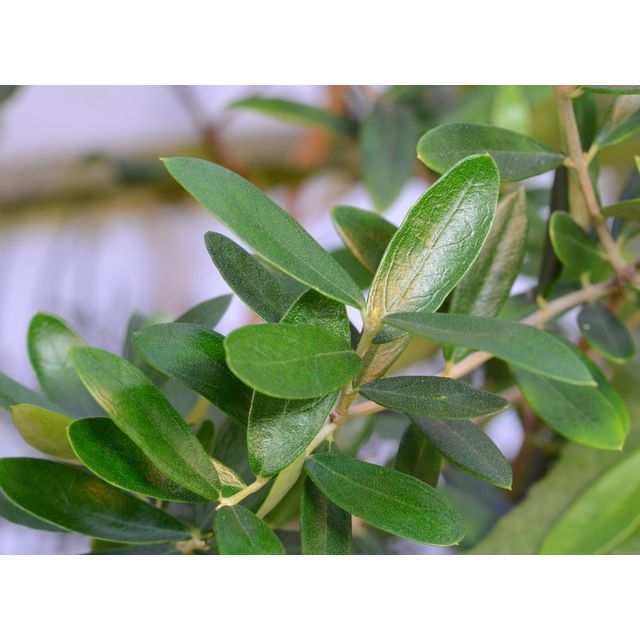 Scientific name: Olea europaea; family: Oleaceae; common name: Olive; origin: Southern Asia