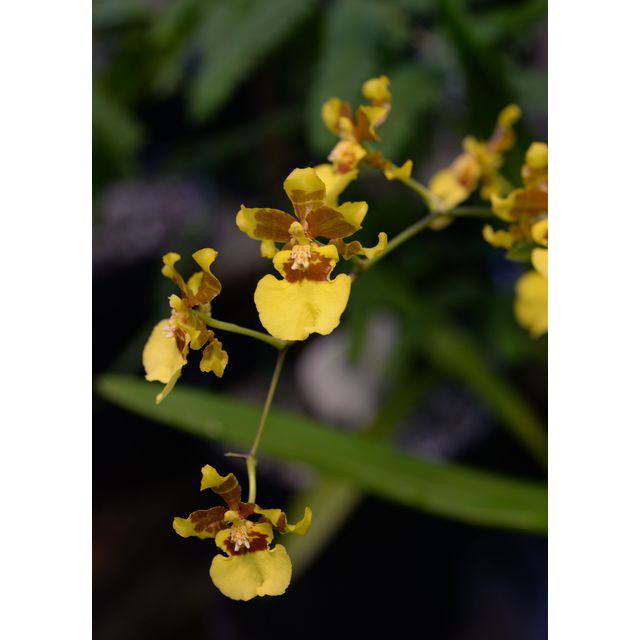 Scientific name: Oncidium sphacelatum; family: Orchidaceae; common name: Burnt Spot Oncidium; origin: Mexico and S. America