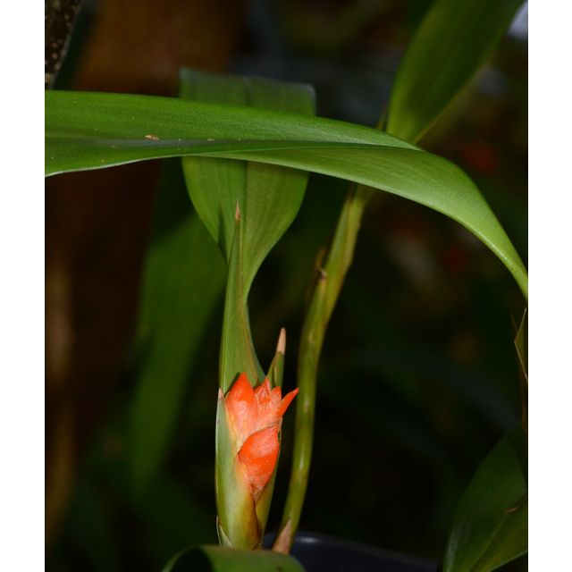 Scientific name: Ornithidium fulgens; family: Orchidaceae; common name: Red Orchid; origin: Central America