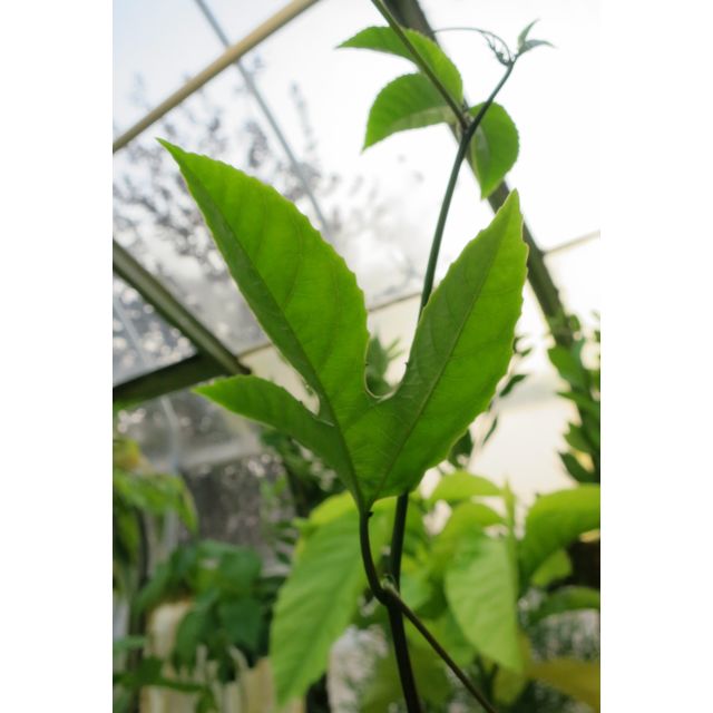 Scientific name: Passiflora edulis; family: Passifloraceae; common name: Passion Fruit; origin: South America