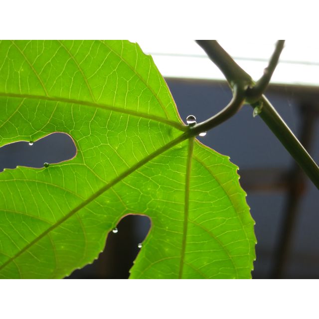 Scientific name: Passiflora edulis; family: Passifloraceae; common name: Passion Fruit; origin: South America