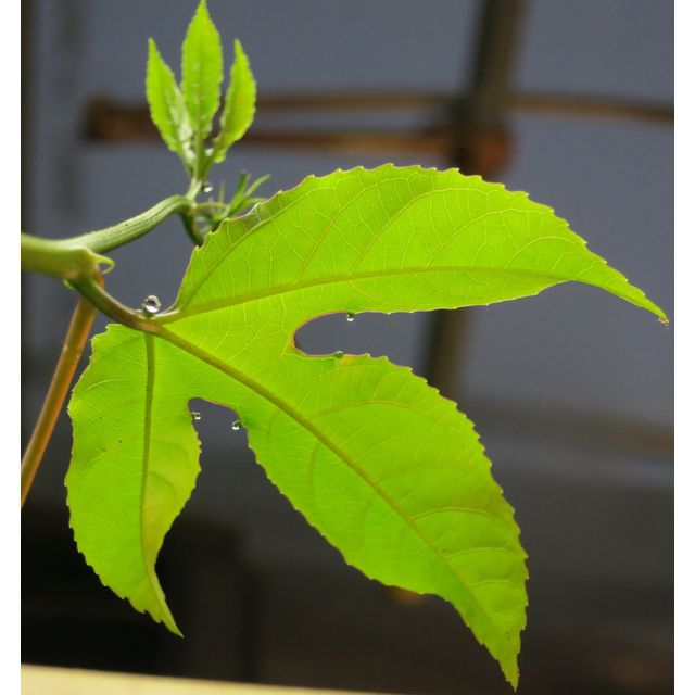 Scientific name: Passiflora edulis; family: Passifloraceae; common name: Passion Fruit; origin: South America