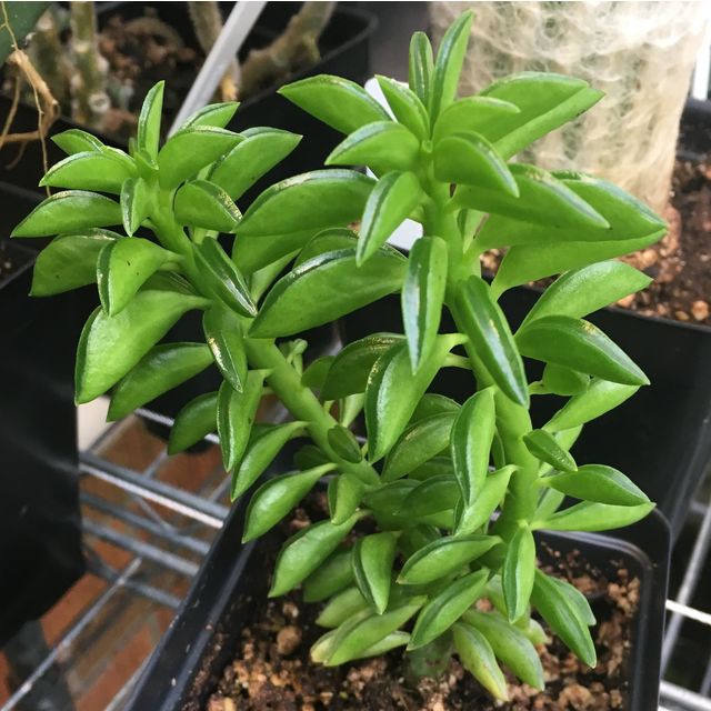 Scientific name: Peperomia asperula; family: Piperaceae; common name: Prickly Peperomia; origin: South America