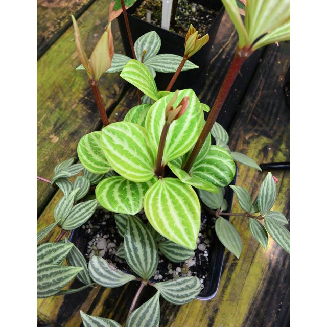Scientific name: Peperomia tetragona; family: Piperaceae; common name: Parallel Peperomia; origin: South America