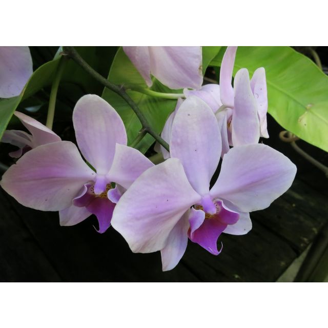 Scientific name: Phalaenopsis amabilis; family: Orchidaceae; common name: Moth Orchid; origin: Asia and Polynesia
