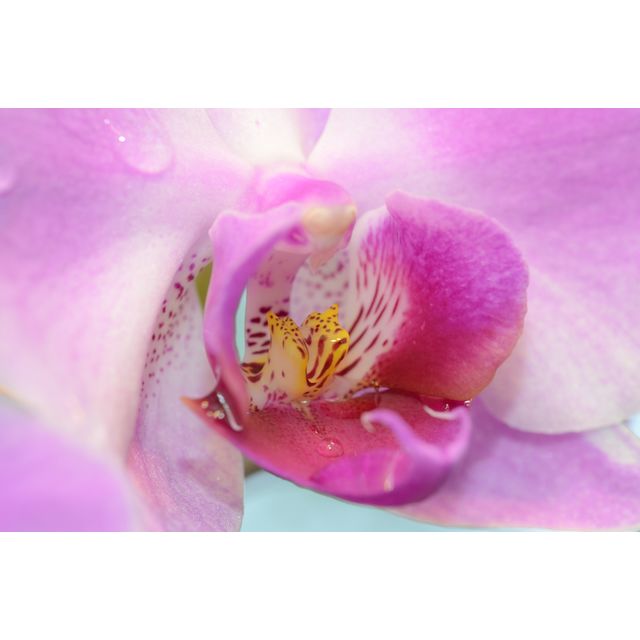 Scientific name: Phalaenopsis amabilis; family: Orchidaceae; common name: Moth Orchid; origin: Asia and Polynesia