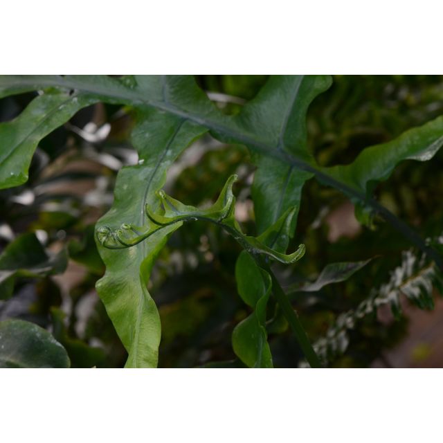 Scientific name: Phlebodium aureum; family: Polypodiaceae; common name: Golden Polypody; origin: Central and South America