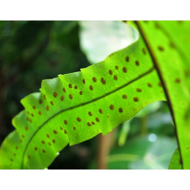 Scientific name: Phlebodium aureum; family: Polypodiaceae; common name: Golden Polypody; origin: Central and South America