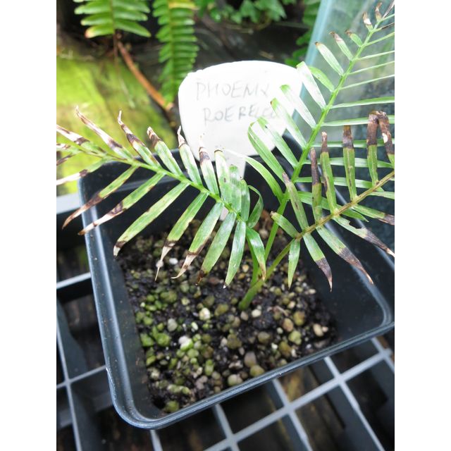 Scientific name: Phoenix roebelenii; family: Palmae; common name: Pygmy Date Palm; origin: Southeastern Asia