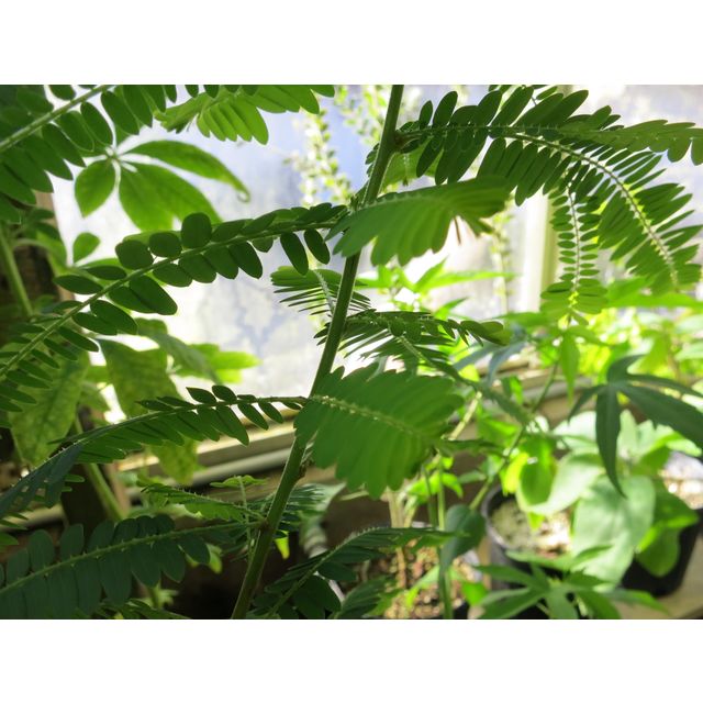 Scientific name: Phyllanthus emblica; family: Euphorbiaceae; common name: Amla; origin: India