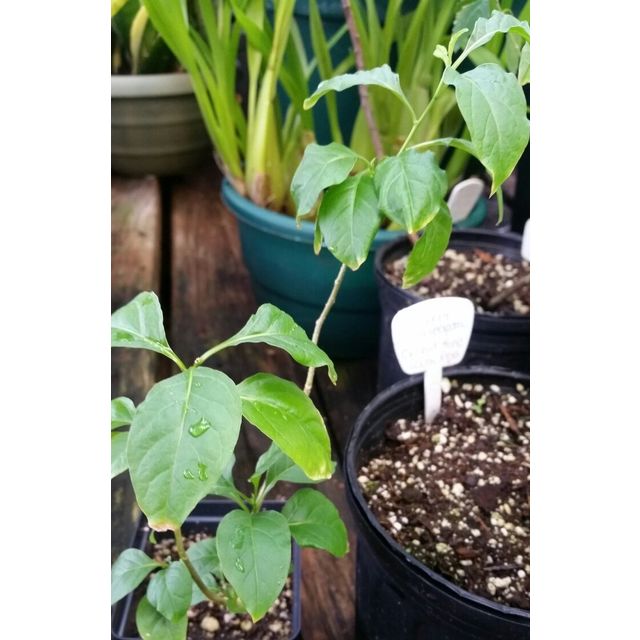 Scientific name: Phytolacca dioica; family: Phytolaccaceae; common name: Ombu; origin: South America