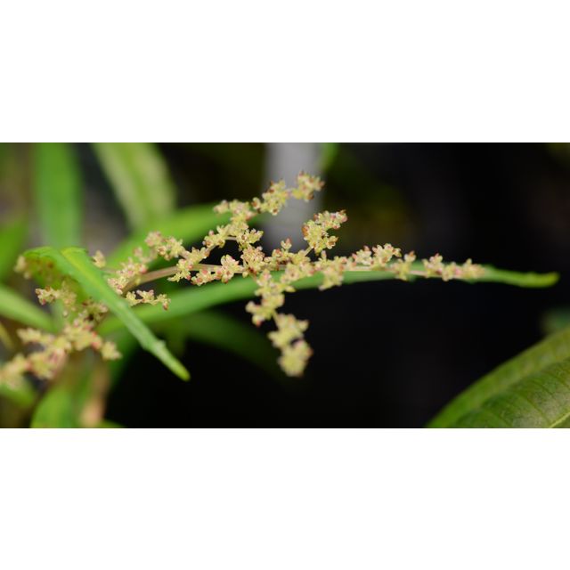 Scientific name: Pilea semidentata; family: Urticaceae; common name: Pilea; origin: Central America