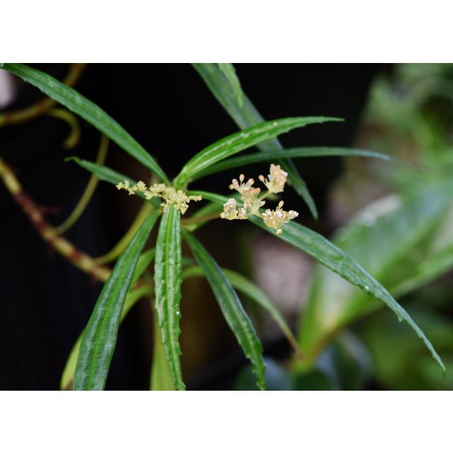 Scientific name: Pilea semidentata; family: Urticaceae; common name: Pilea; origin: Central America