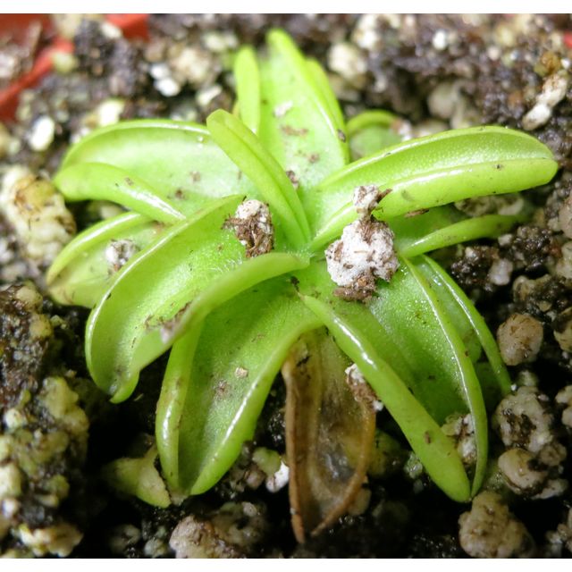 Scientific name: Pinguicula primuliflora; family: Lentibulariaceae; common name: Primrose Butterwort; origin: Southeast United States