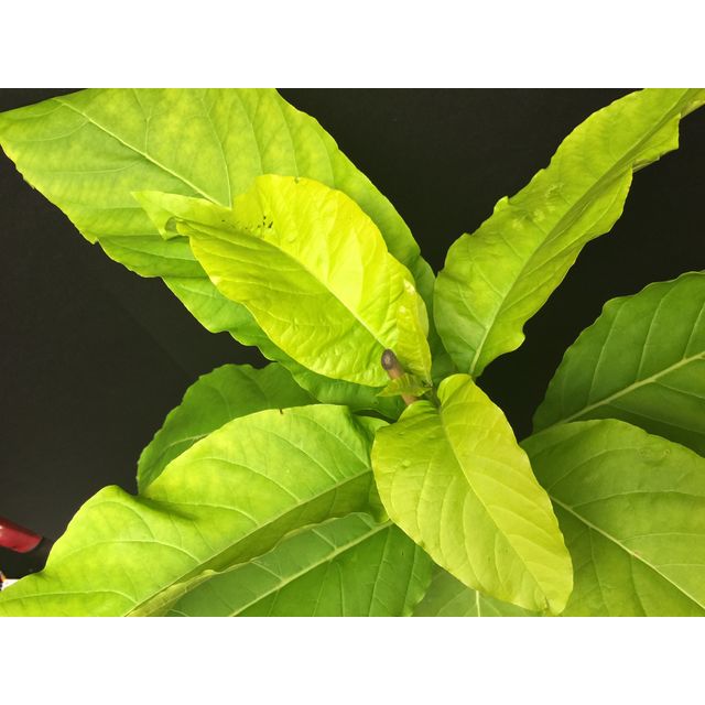 Scientific name: Pisonia grandis; family: Nyctaginaceae; common name: Cabbage Tree; origin: Pacific Islands