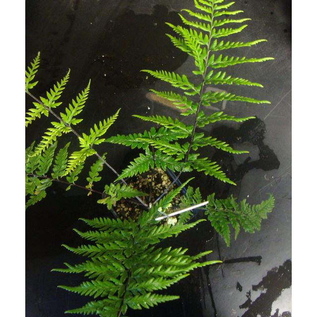 Scientific name: Pityrogramma calomelanos; family: Pteridaceae; common name: Dixie Silverback Fern; origin: Central America