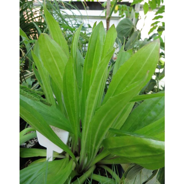 Scientific name: Plantago australis; family: Plantaginaceae; common name: Southern Plantain; origin: South America
