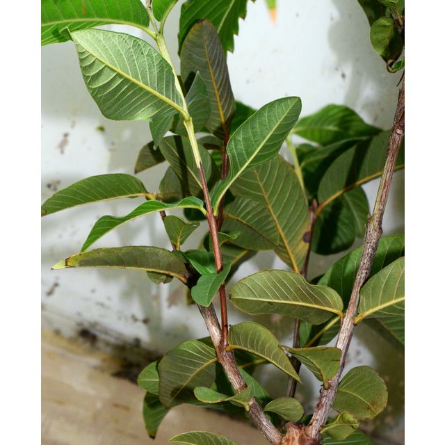 Scientific name: Psidium guajava; family: Myrtaceae; common name: Yellow Guava; origin: Caribbean