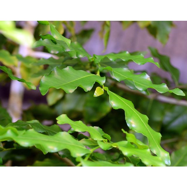 Scientific name: Putranjiva roxburghii; family: Putranjivaceae; common name: Putranjiva; origin: South Asia