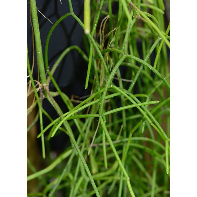 Scientific name: Rhipsalis burchellii; family: Cactaceae; common name: Brazilian Mistletoe Cactus; origin: South America