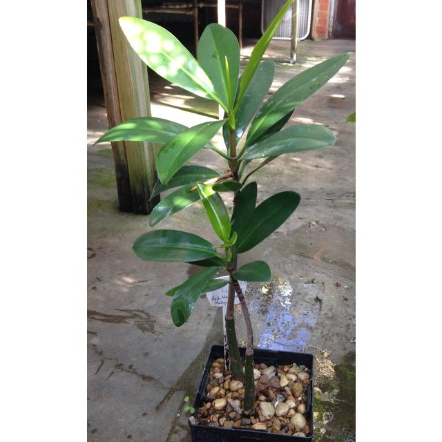 Scientific name: Rhizophora mangle; family: Rhizophoraceae; common name: Red Mangrove; origin: Malaysia, Philippines