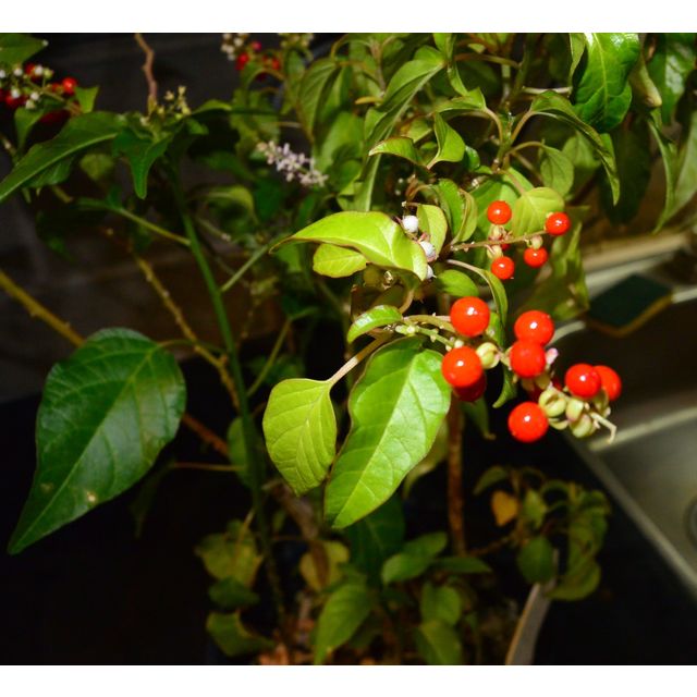 Scientific name: Rivina humilis; family: Phytolaccaceae; common name: Pigeonberry; origin: Central America, South America, Southern U.S.