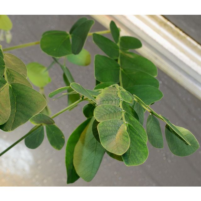 Scientific name: Samanea saman; family: Leguminosae; common name: Saman, Rain Tree; origin: Mexico, Peru and Brazil