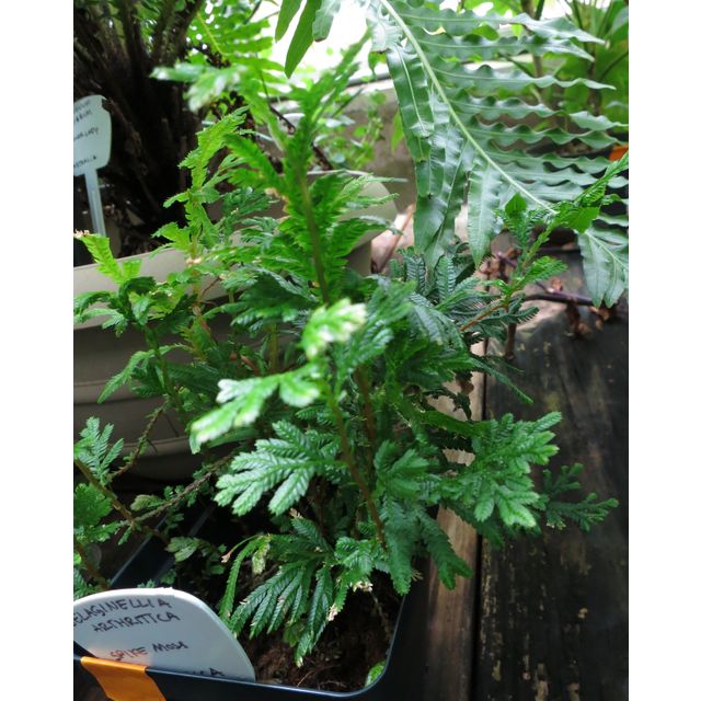 Scientific name: Selaginella arthritica; family: Selaginellaceae; common name: Spike Moss; origin: Coasta Rica