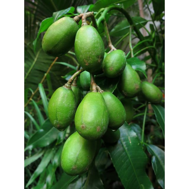 Scientific name: Spondias dulcis; family: Anacardiaceae; common name: June Plum; origin: Tropics