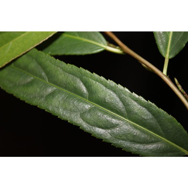 Scientific name: Stachyurus salicifolius; family: Stachyuraceae; common name: Willowleaf; origin: China