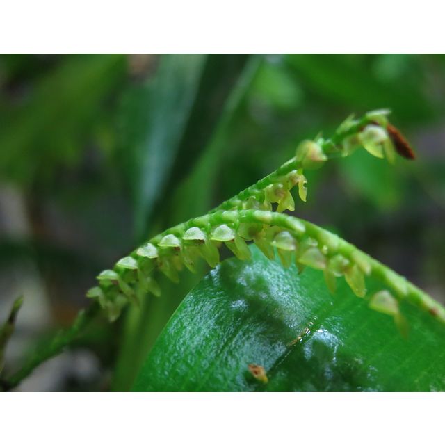Scientific name: Stelis sp.; family: Orchidaceae; common name: Leach Orchid; origin: South America