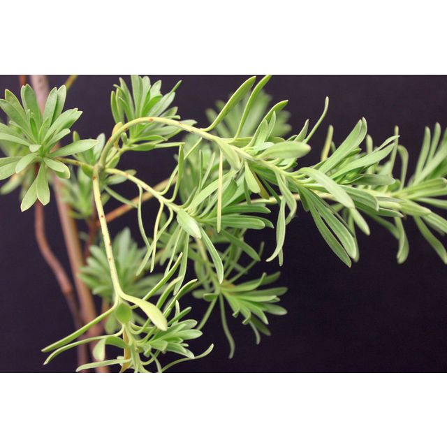 Scientific name: Suriana maritima; family: Surianaceae; common name: Bay Cedar; origin: Florida, Bahamas