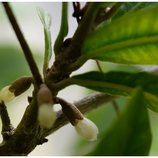 Scientific name: Synsepalum dulcificum; family: Sapotaceae; common name: Miracle Fruit; origin: West Africa