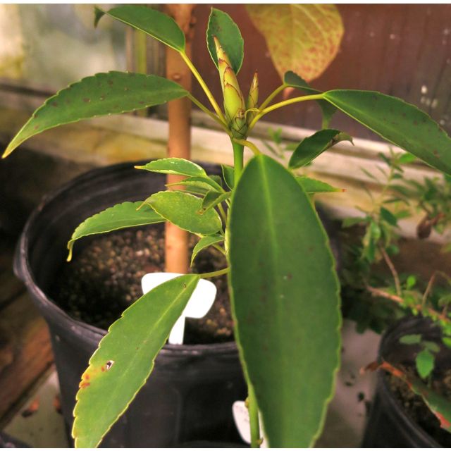 Scientific name: Trochodendron aralioides; family: Trochodendraceae; common name: Wheel Tree; origin: Eurasia