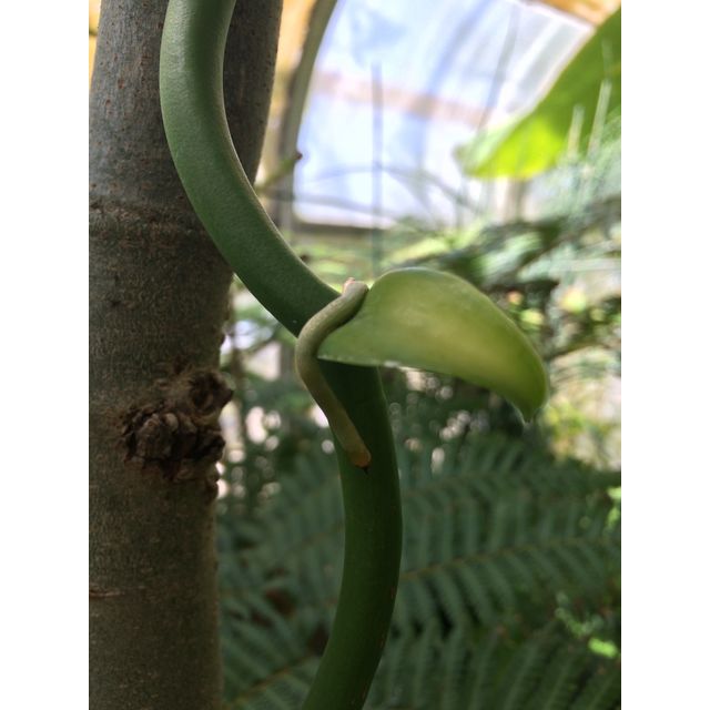 Scientific name: Vanilla poitaei; family: Orchidaceae; common name: Poit's Vanilla; origin: Mexico and Central America