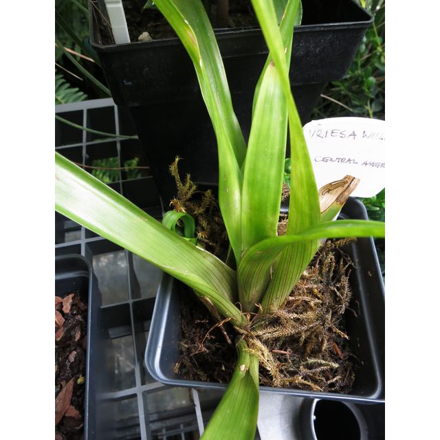 Scientific name: Vriesea williamsii; family: Bromeliaceae; common name: Vriesea; origin: Central America