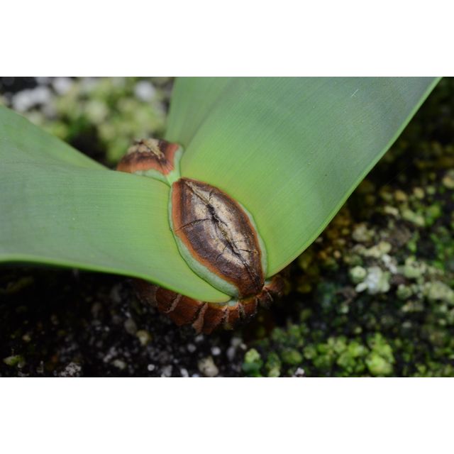 Scientific name: Welwitschia mirabilis; family: Welwitschiaceae; common name: Welwitschia; origin: Namib Desert