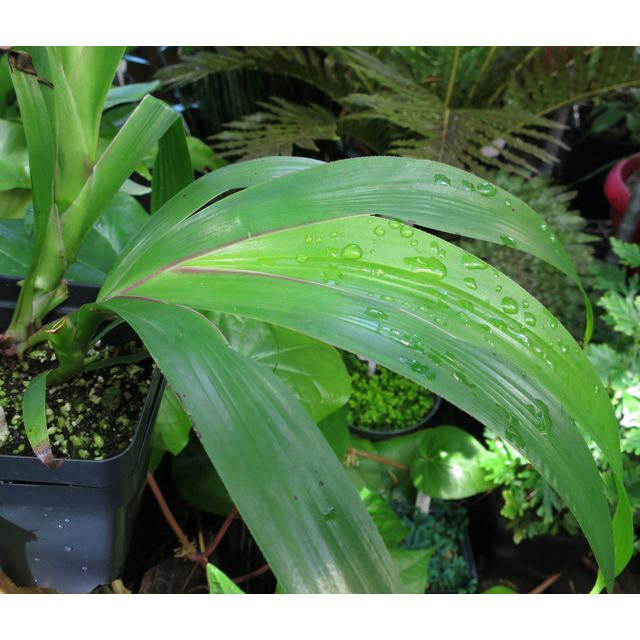 Scientific name: Xiphidium caeruleum; family: Haemodoraceae; common name: Cola De Paloma; origin: Central America