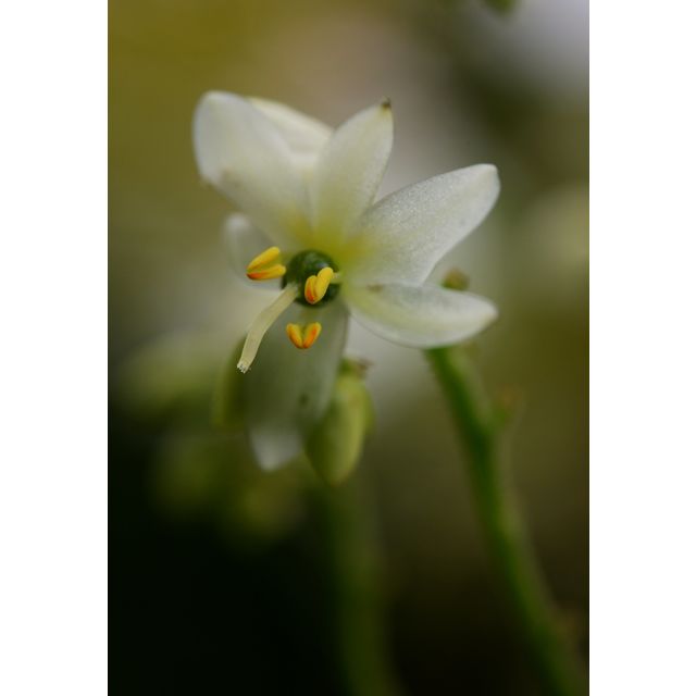 Scientific name: Xiphidium caeruleum; family: Haemodoraceae; common name: Cola De Paloma; origin: Central America