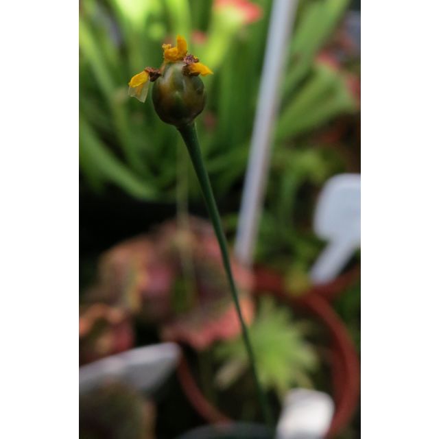 Scientific name: Xyris sp.; family: Xyridaceae; common name: Yelloweyed Grass; origin: Southern USA