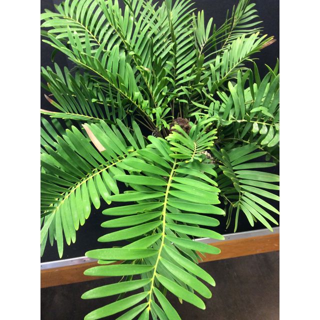Scientific name: Zamia integrifolia; family: Zamiaceae; common name: Florida Arrowroot; origin: Central America