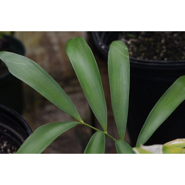 Scientific name: Zamia pumila; family: Zamiaceae; common name: Coontie; origin: Central America